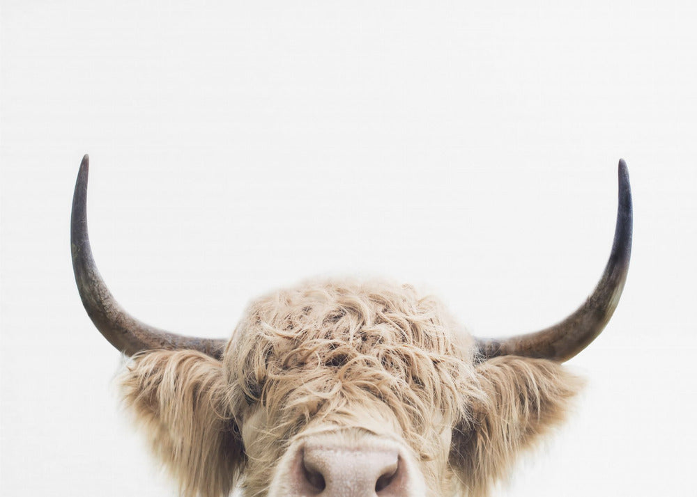 Peeking Cow | Poster