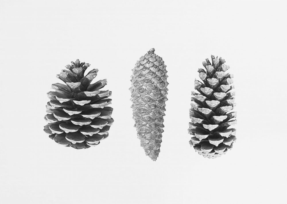 Pine Cone Study | Canvas