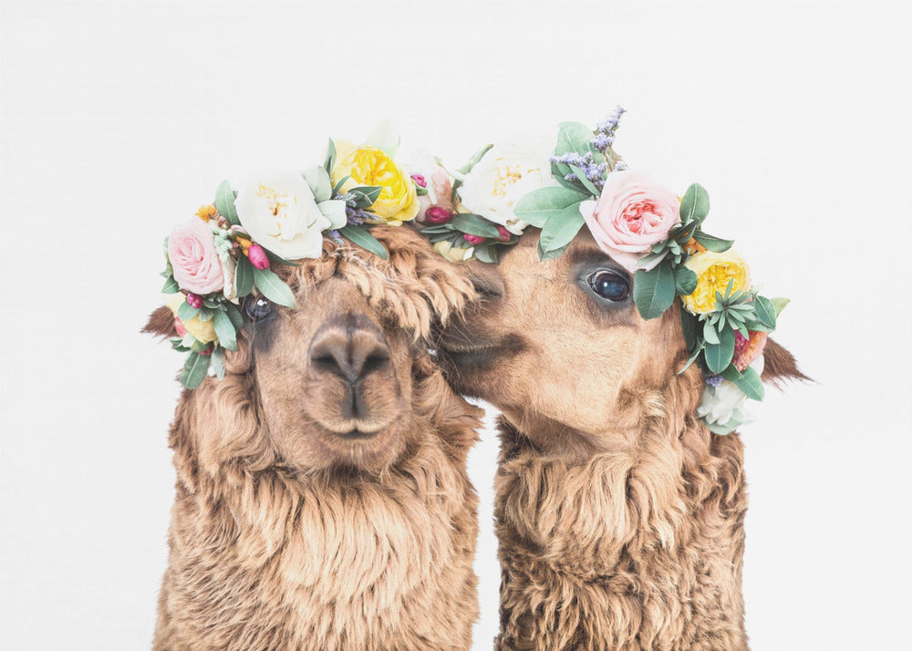 Boho Alpacas | Poster