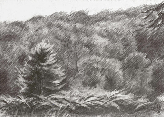 Beek - 21-07-19 | Canvas