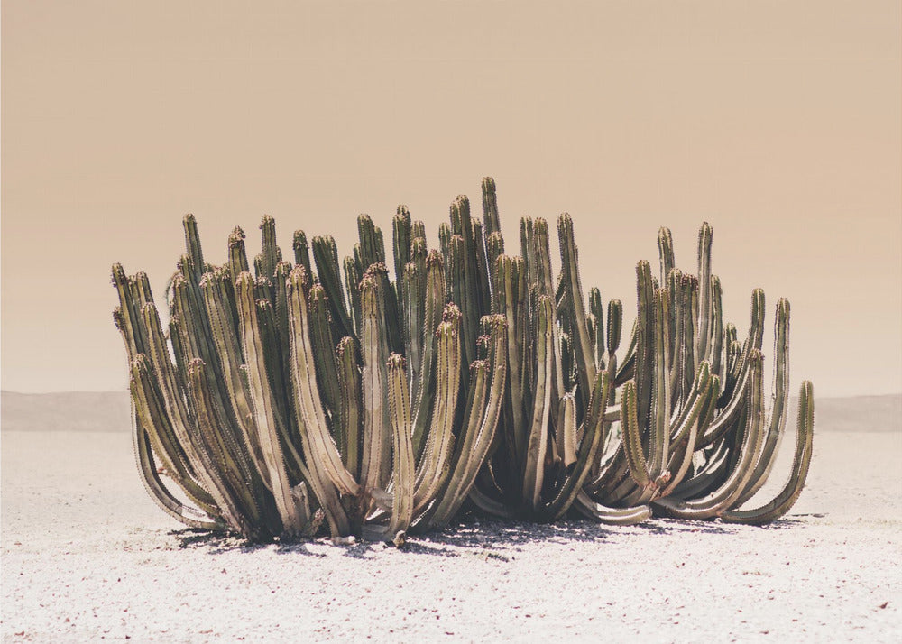 Peach Sky Cactus | Canvas