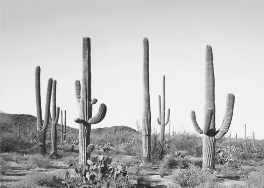 Grey Cactus Land | Poster