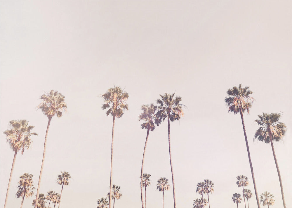 Sunny Cali Palm Trees | Canvas