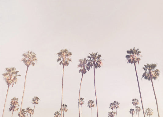 Sunny Cali Palm Trees | Canvas