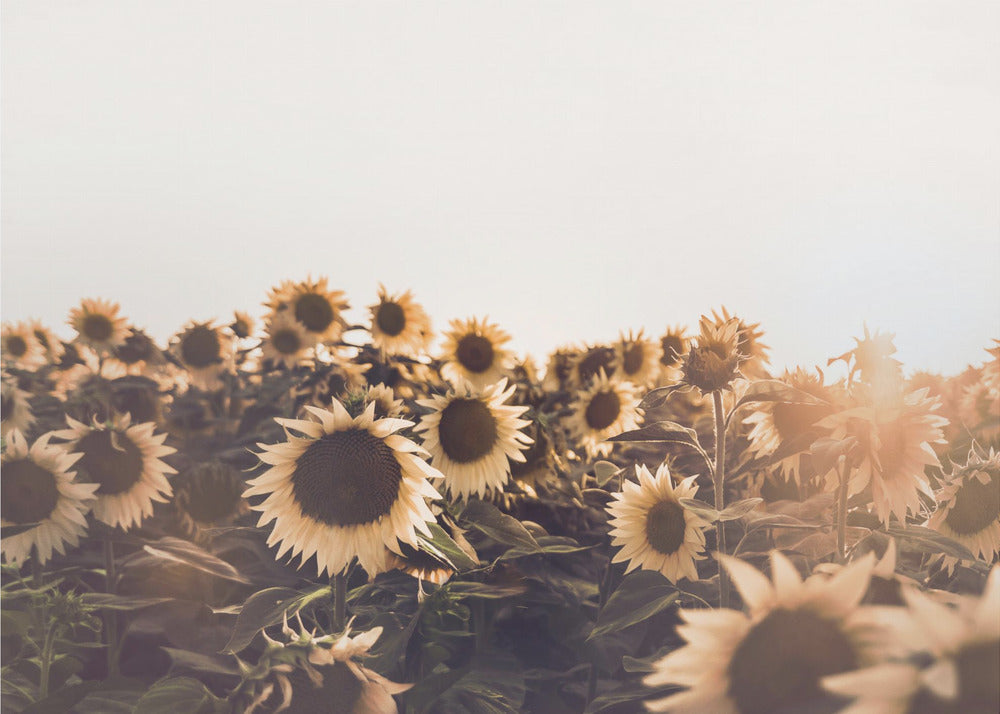 Sunflowers | Poster