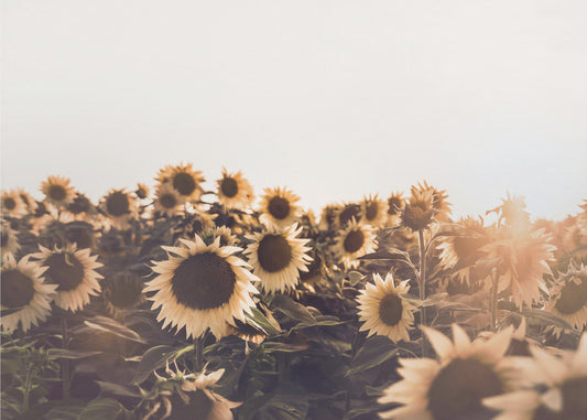Sunflowers | Poster