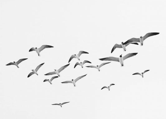 Flying Birds | Poster