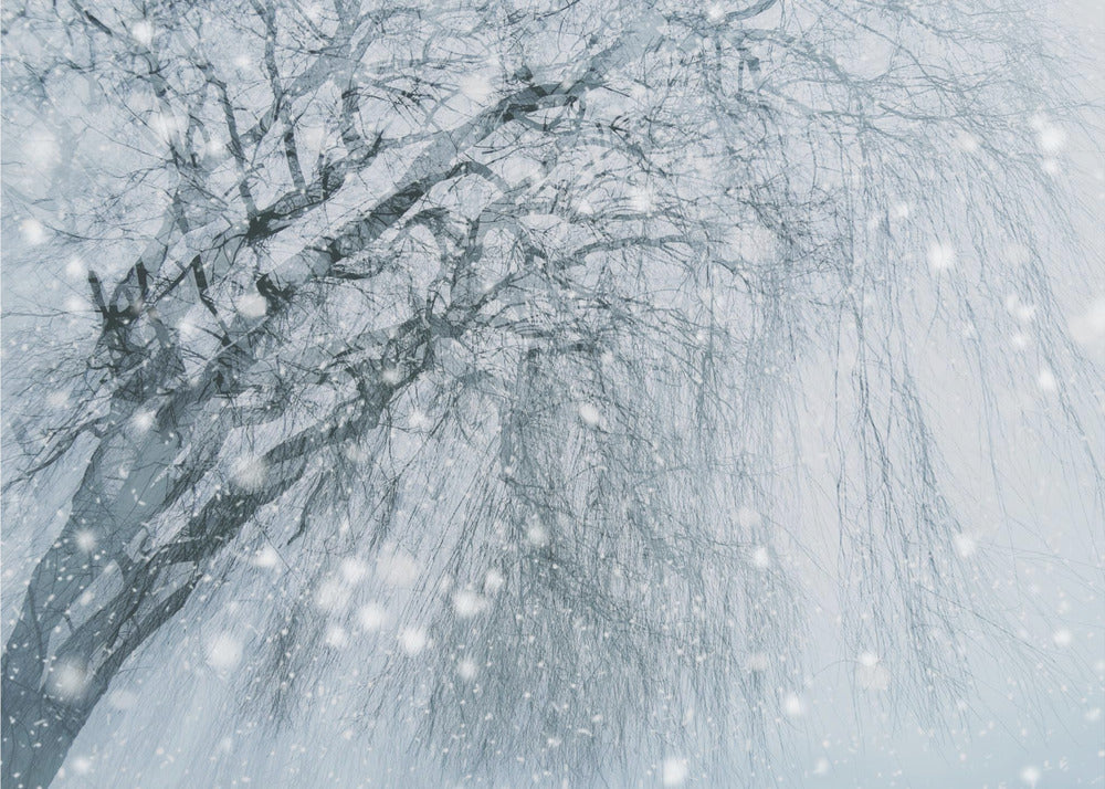 Winter tree | Poster