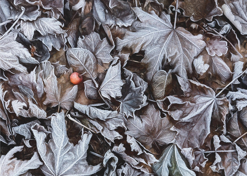Frozen leaves | Poster