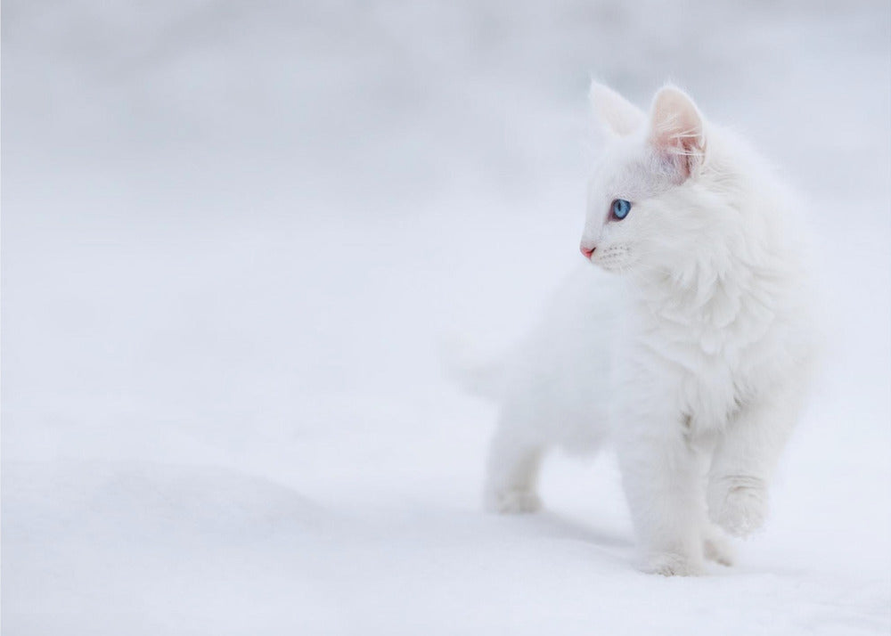 White as Snow | Canvas