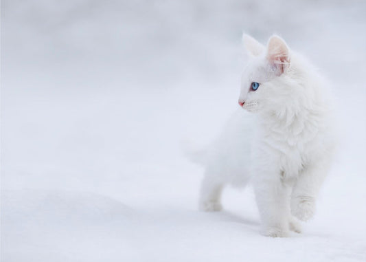 White as Snow | Wallpaper