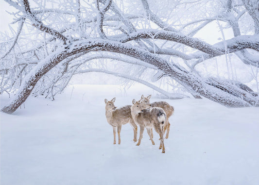 Deers' Walk in Snow | Poster