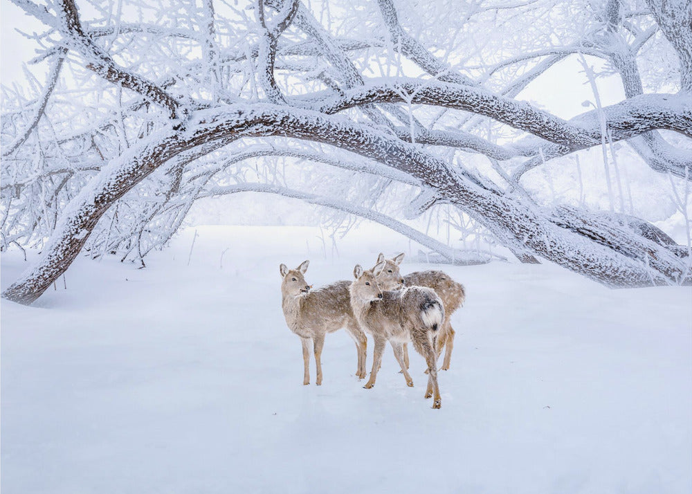 Deers' Walk in Snow | Wallpaper