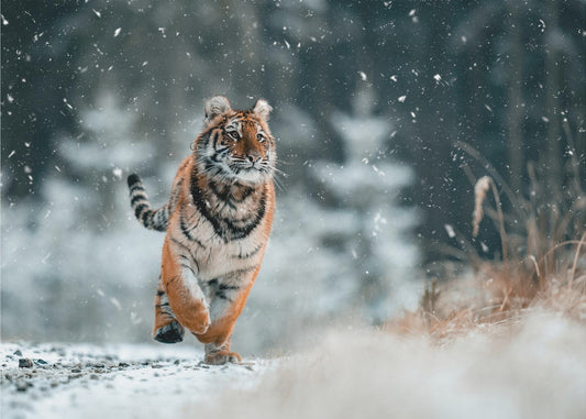 The Siberian tiger | Wallpaper
