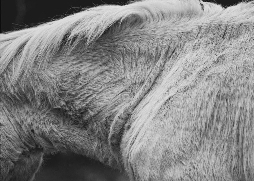Horse II | Poster