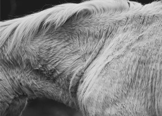 Horse II | Poster