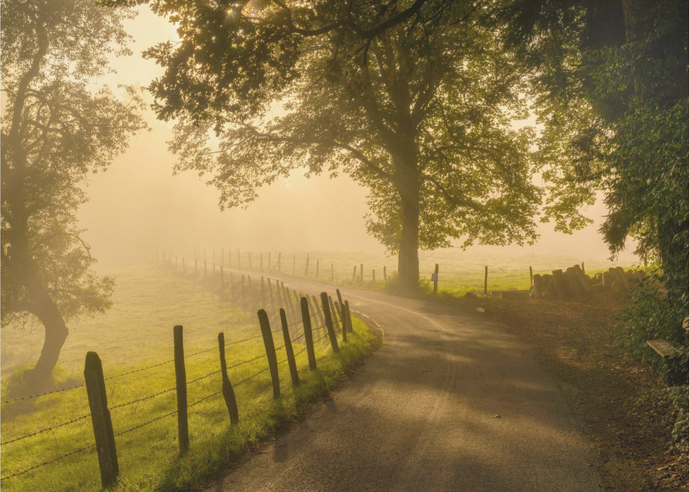 Morning walk | Wallpaper