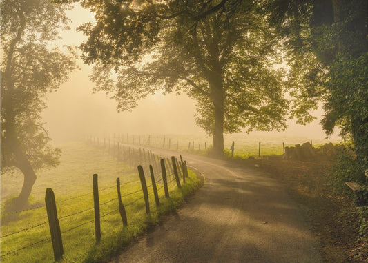 Morning walk | Wallpaper