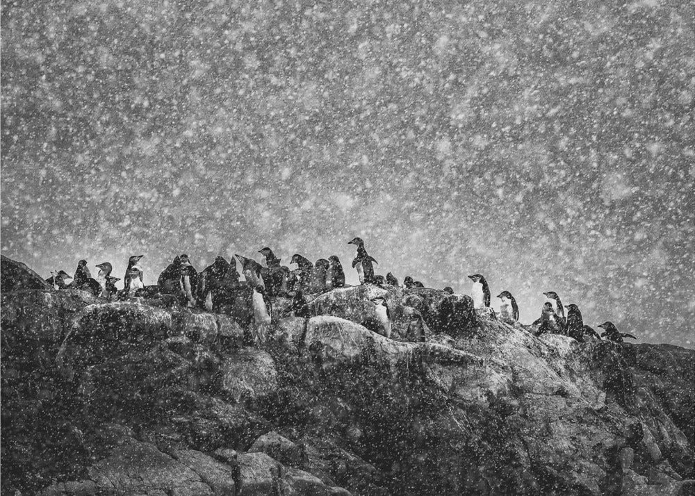 Antarctic storm | Wallpaper