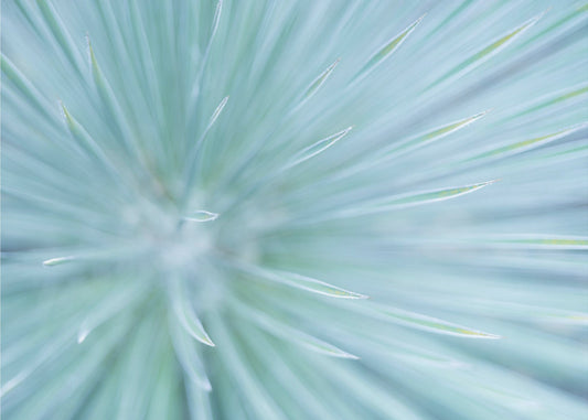 Soft Spikes | Poster