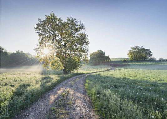 Spring Path | Canvas