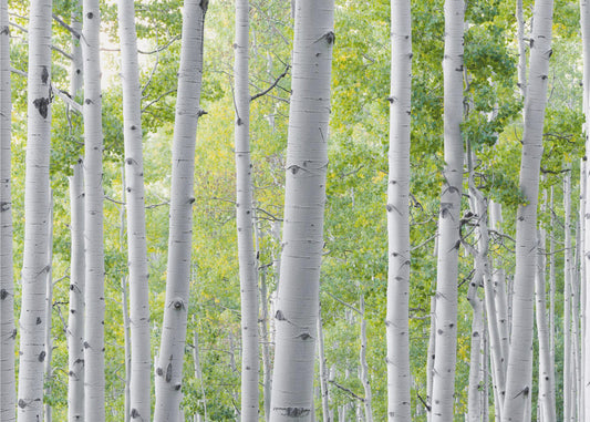Birch Forest | Canvas