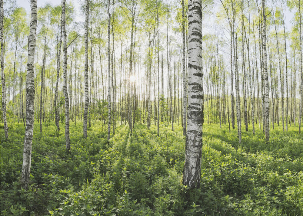 Spring in the Birch Forest | Canvas