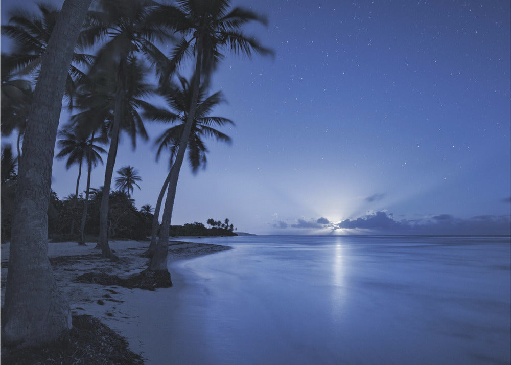 Tropical Moonrise | Wallpaper