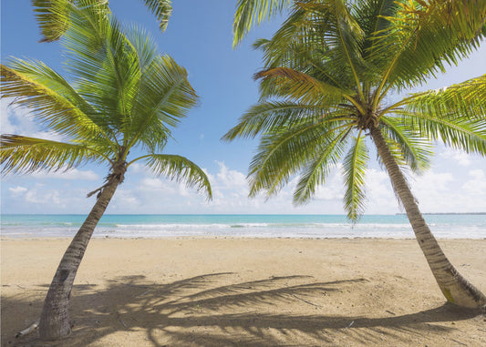 Palmy Beach | Wallpaper