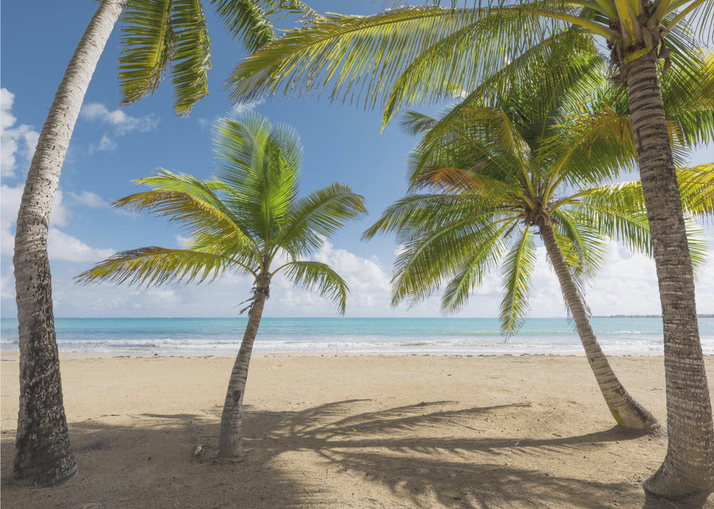 Palmy Beach II | Wallpaper