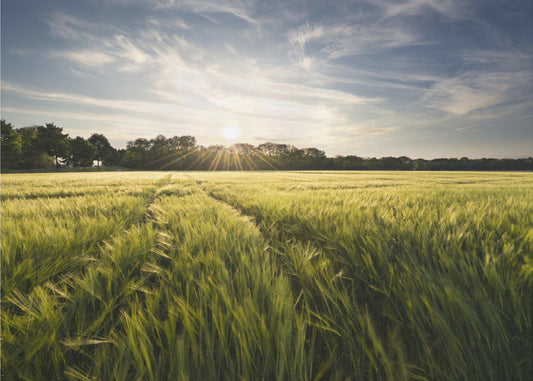 Barley Meadow | Wallpaper