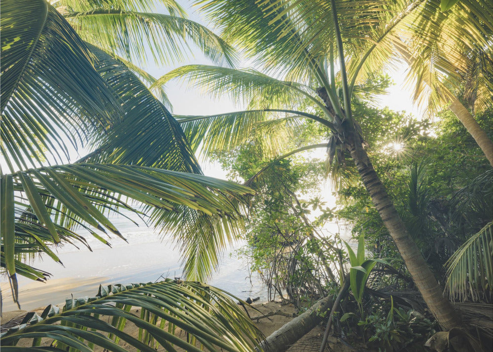 Hide under Palms | Wallpaper