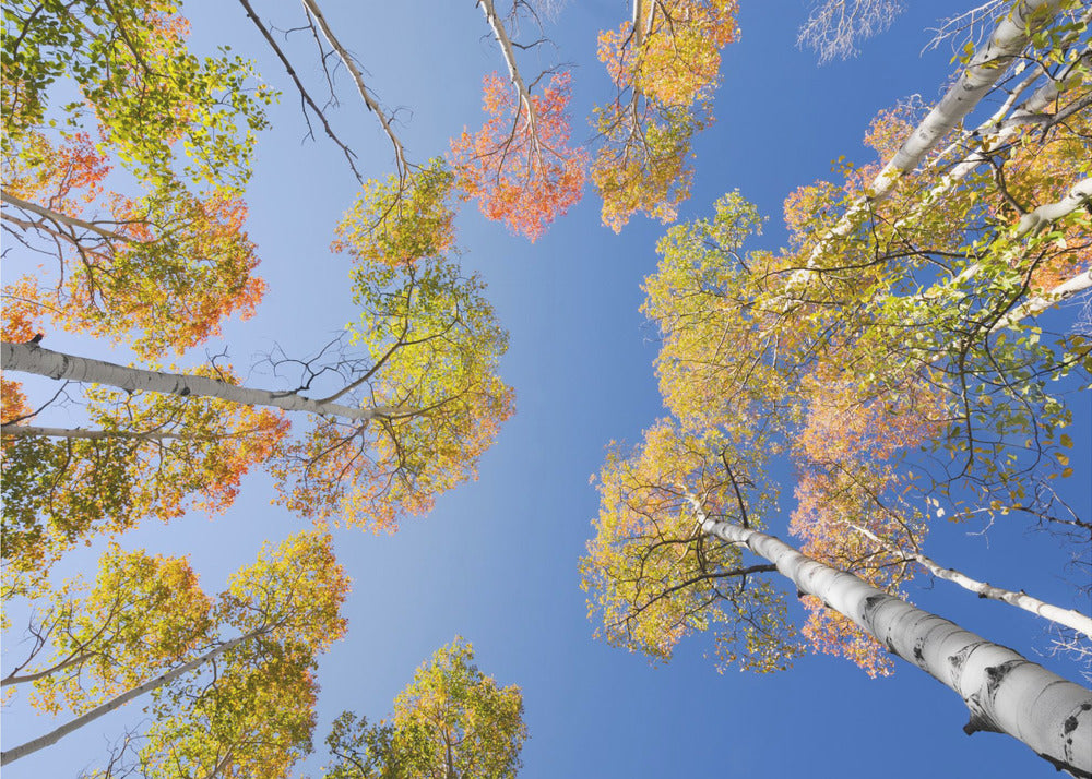 Autumn Birchs | Wallpaper