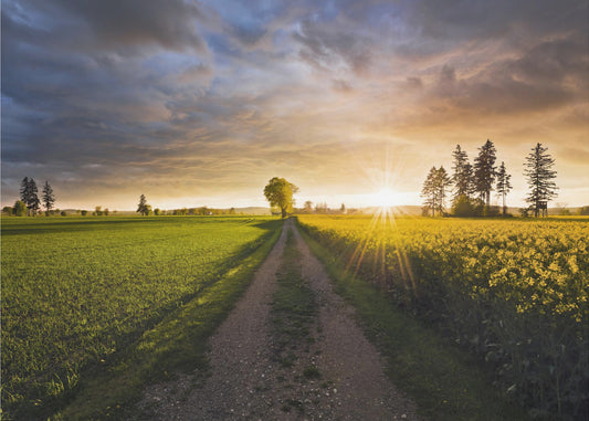 Summer Meadow | Canvas