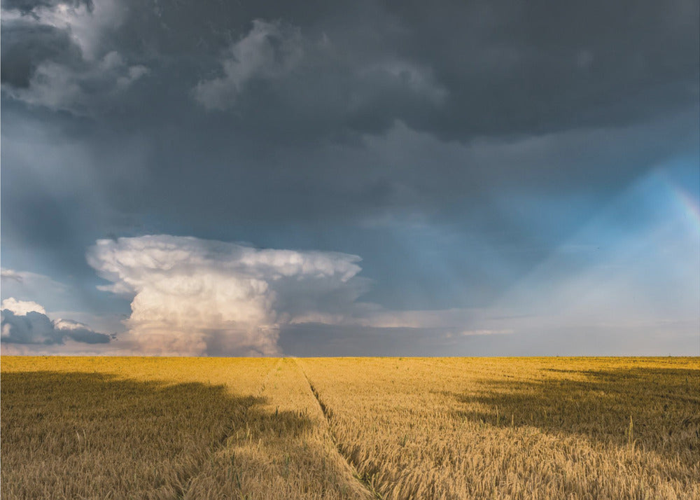 Gold and Thunder | Canvas