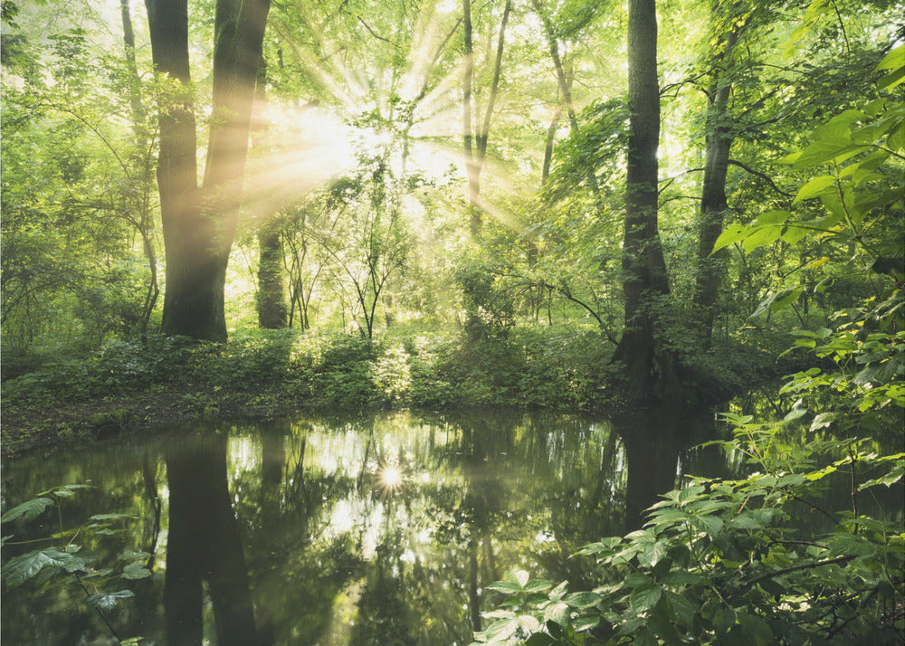 Green Park | Wallpaper