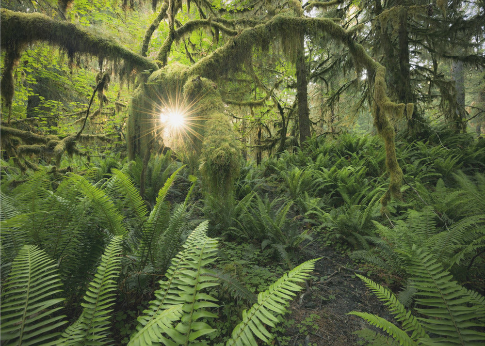 Elks Gateway | Poster