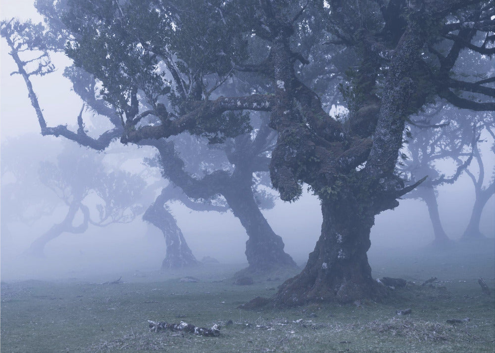 Blue Woods | Wallpaper