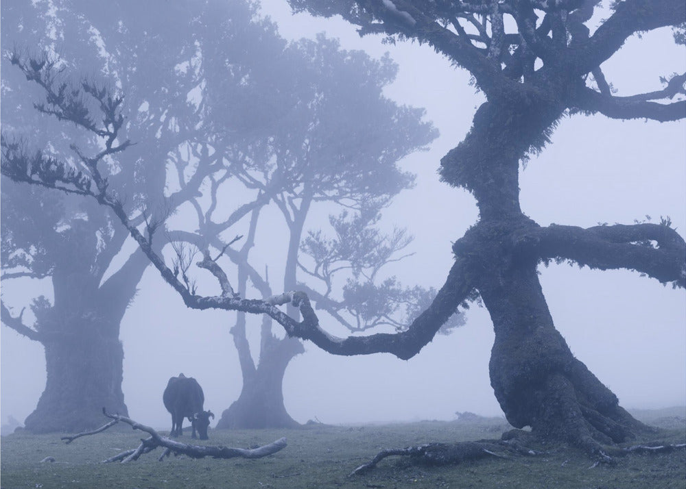 Blue Ent | Wallpaper