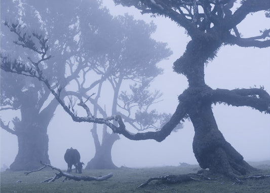 Blue Ent | Wallpaper