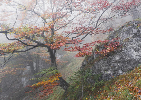Foggy Woods | Canvas