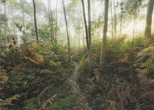 Foggy Woods II | Canvas