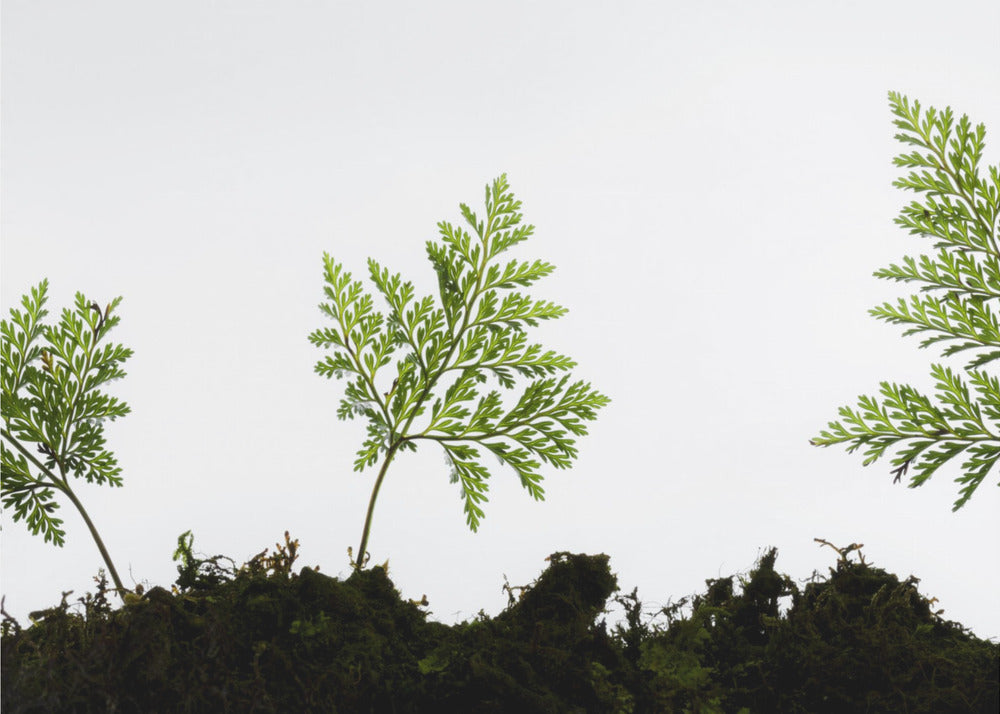 Fern Detail | Poster