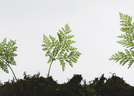 Fern Detail | Wallpaper