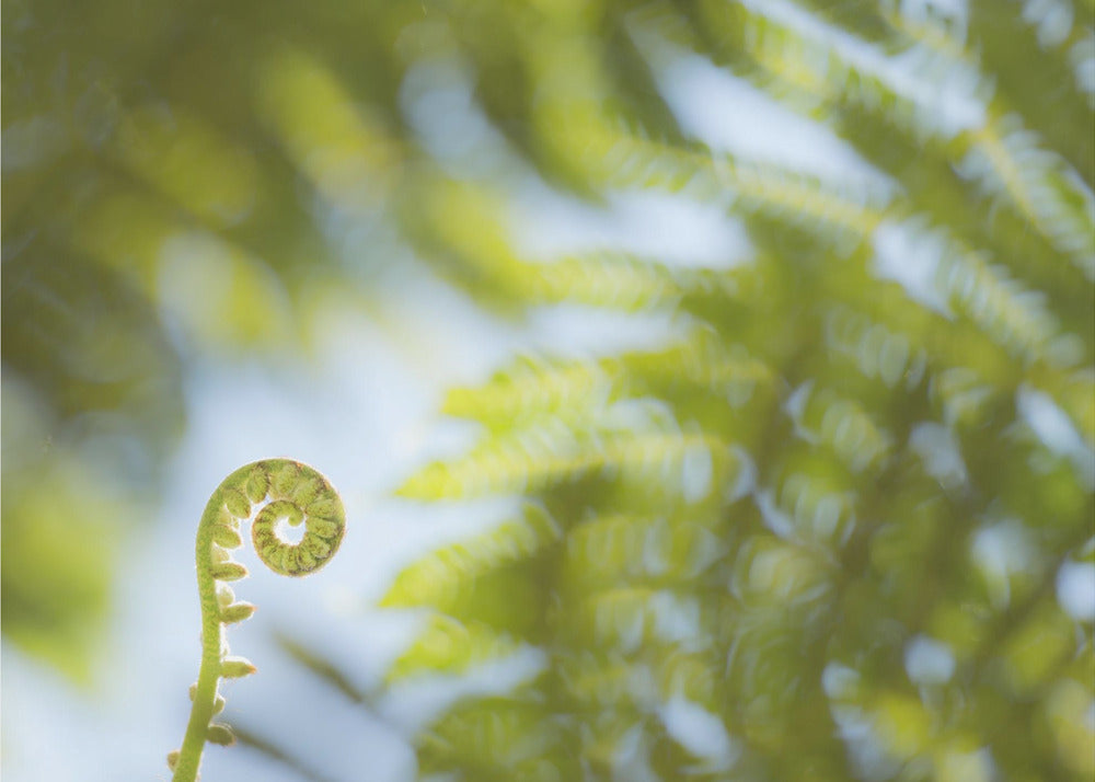 Fern Detail III | Poster