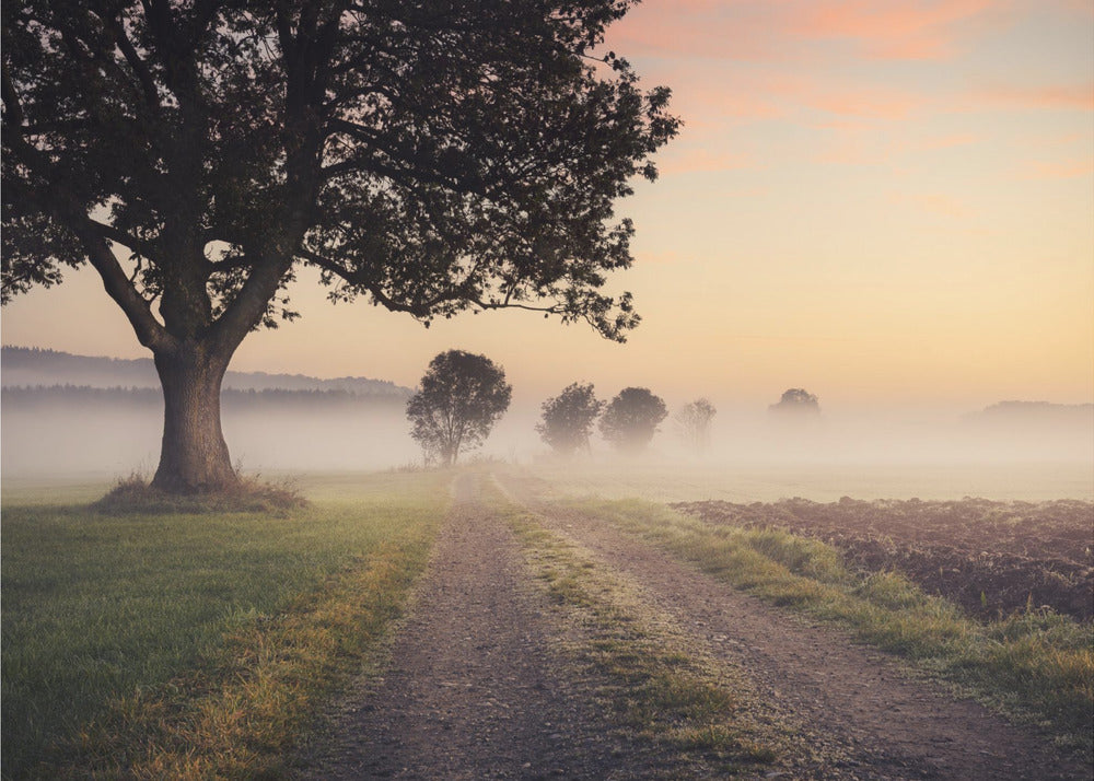 Mystic Path | Wallpaper