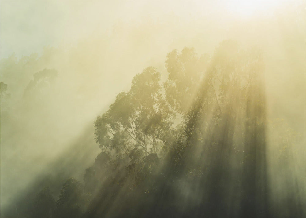 Foggy Woods III | Wallpaper