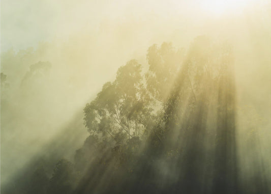 Foggy Woods III | Wallpaper