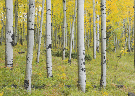 Yellow Birchs | Canvas