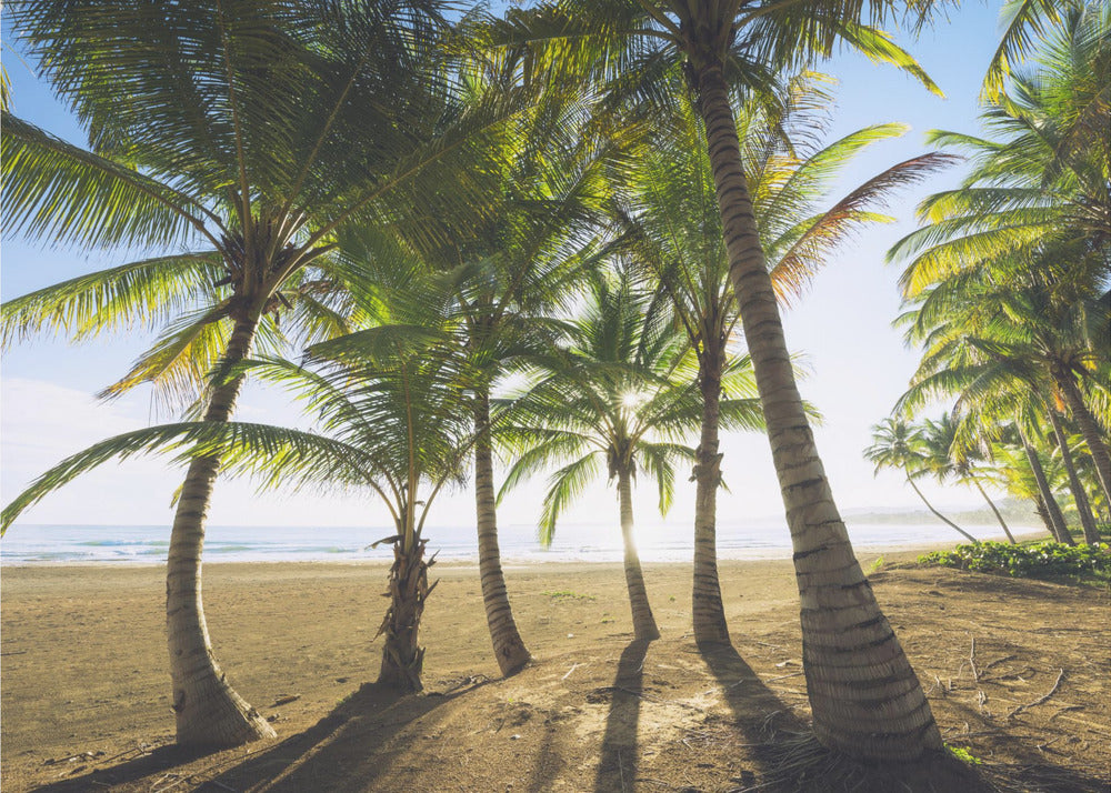 Tropical Morning | Wallpaper